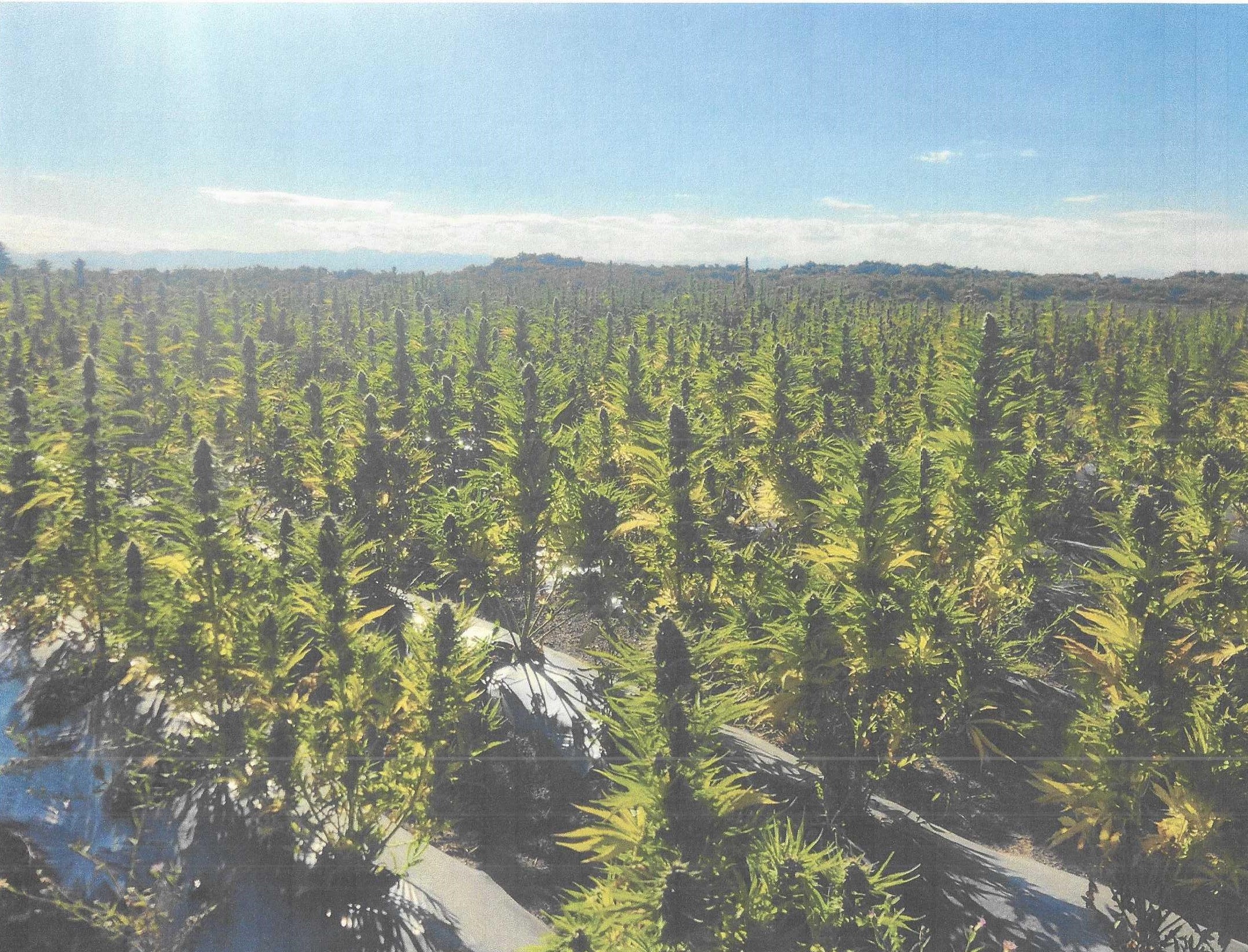 Hemp rows in the San Luis Valley, Alamosa, Colorado